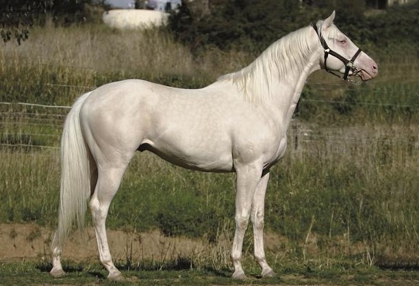 Glacial Gold Cremello Stallion by Gold Bayou T - Eden Park Stud